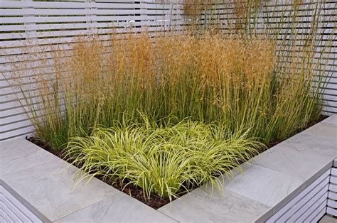 Carex Evergold Japanese Sedge Grass - Eureka Farms