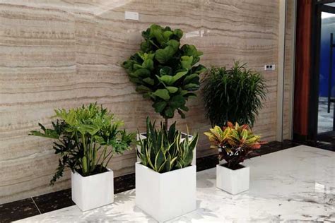 办公室植物有哪些？办公室植物养护 - 装修保障网