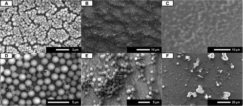 Uniform and Robust Peptoid Microsphere Coatings