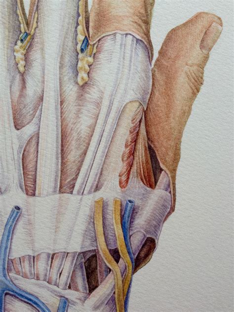 Image result for Hand Dissection