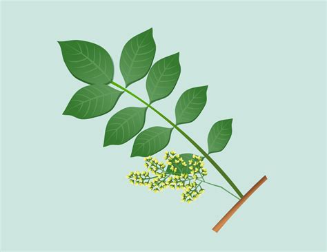 Sumac Tree Identification 的图像结果