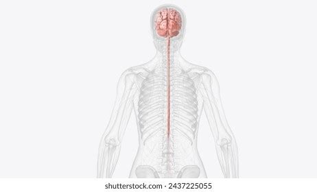 Central Neuron System 的图像结果