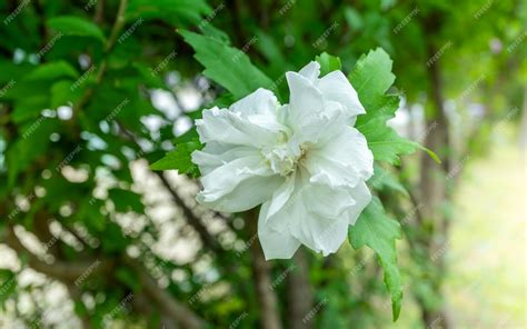 Premium Photo | White mugunghwa flower is a korean national flower or ...