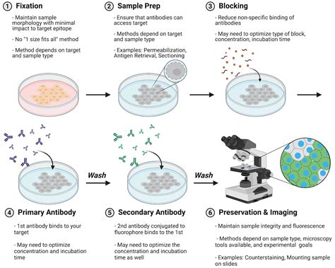 Antibodies 101: Introduction to Immunofluorescence