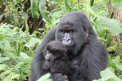 World Gorilla Day 2023: 6 Endangered Eastern Gorilla Facts You Should Know About | Earth.Org