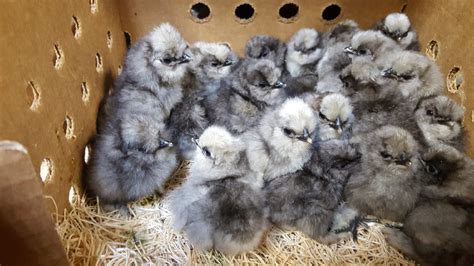 Blue Silkie Bantam - Baby Chicks for Sale | Cackle Hatchery