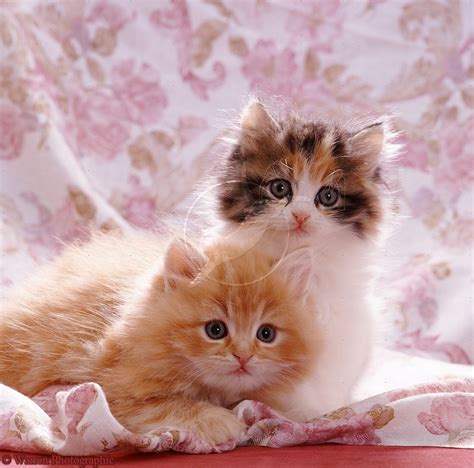 Cute Dogs|Pets: Cute Cats and Kittens Pictures and Wallpapers