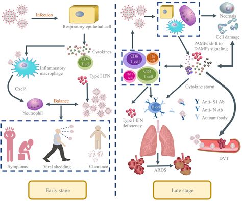 Frontiers | Pathophysiology and clinical management of coronavirus disease (COVID-19): a mini-review