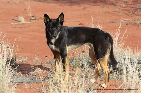 Dingo pups | Animals wild, Wild dogs, Australian animals
