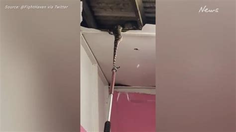 Image result for Snakes Exploding