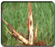 Expert System for Sugarcane