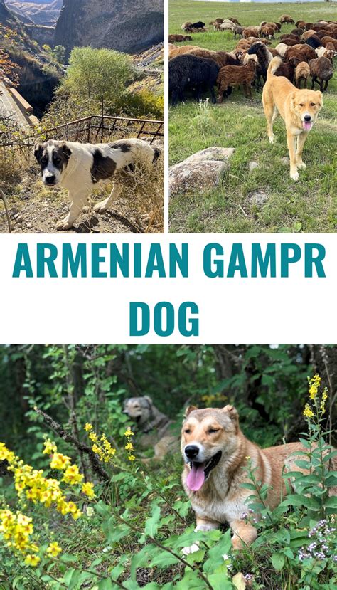 Meet the Armenian Gampr Dog: A Rare Breed from the Highlands