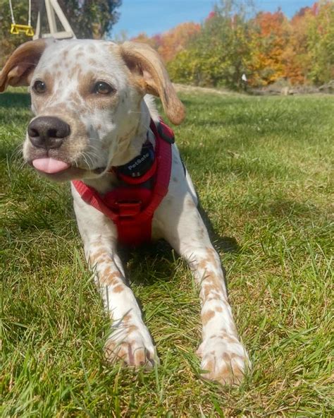 HORNELL AREA HUMANE SOCIETY - Hornell NY - Hours, Directions, Reviews ...