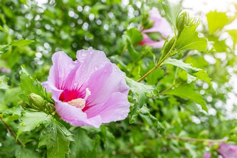 Premium Photo | Korean national flower in the name rose of sharon or ...