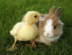 Image result for Small Bunnies