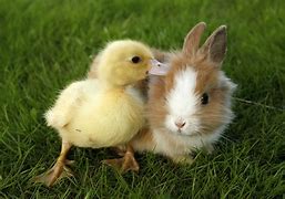 Image result for Bunny and Chick