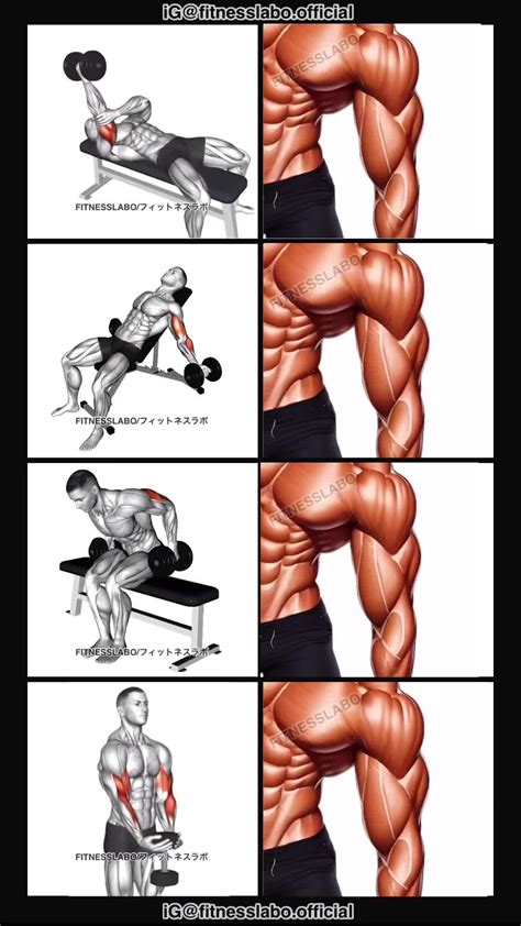 𝗙𝗜𝗧𝗡𝗘𝗦𝗦𝗟𝗔𝗕𝗢 on Instagram: " Arm workout using Dumbbells ① One Arm ...