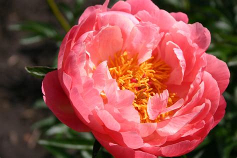 Coral Charm – Parkland Peonies