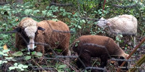 Image result for Wool Animals