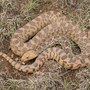 Bullsnake in Colorado grass