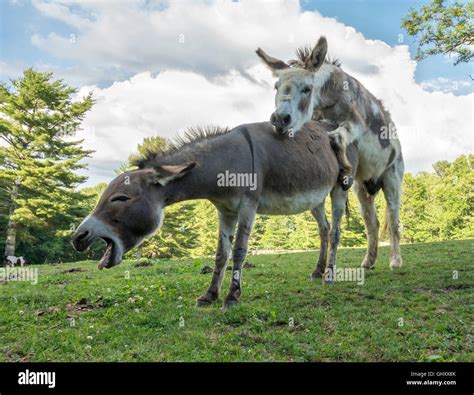 Donkeys mating hi-res stock photography and images - Alamy