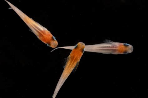 Java Rice Fish 的图像结果