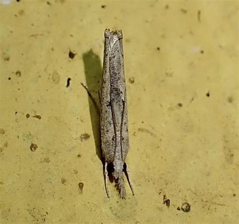 Culladia spp. | Moths