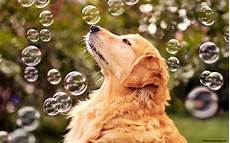 Best Puppy Backgrounds by Desktop Backgrounds 183 Wallpapertag Best Puppy Backgrounds