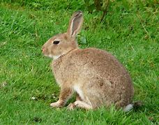 Image result for Raising Show Rabbits