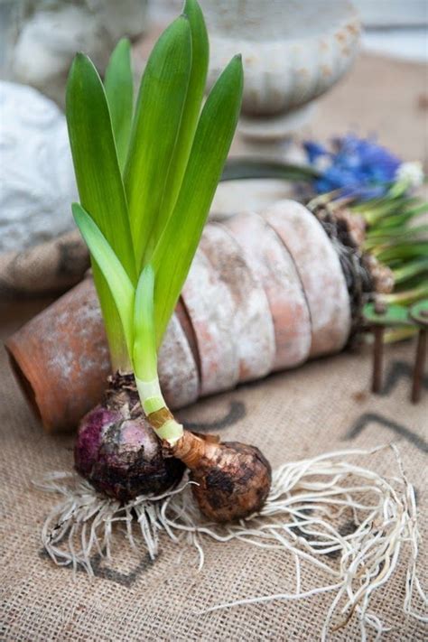 Spring Bulb Planting Guide 的图像结果