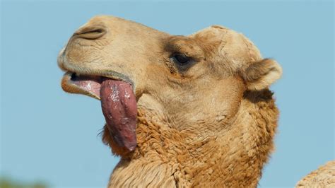 28 Best Camel Tongue Facts - Facts.net