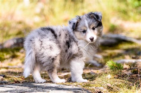 Blue Merle Sheltie