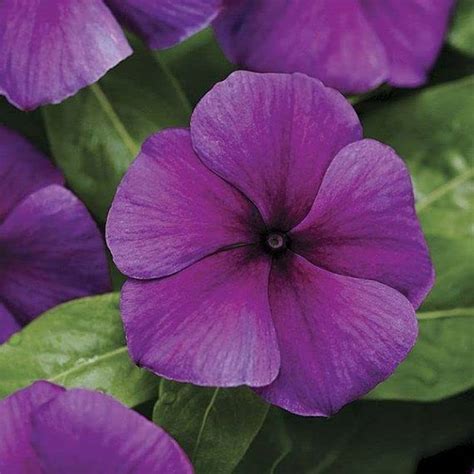 KANAYA vinca, sadabahar, baramaasi, periwinkle Flower Seed Price in ...