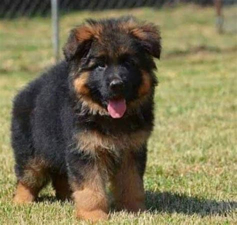 Puppies & Dogs for Sale at Best Prices | Good Furs India