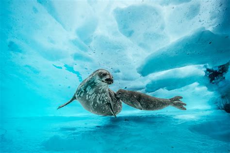 Deepest dive under Antarctica reveals a shockingly vibrant world ...