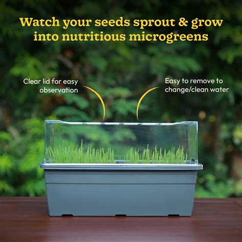 Microgreens Growing Tray – Ugaoo