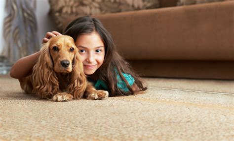 Animals Available for Adoption | Taylor, MI