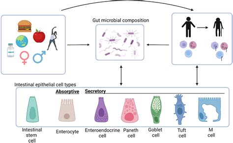 A gut‐centric view of aging: Do intestinal epithelial cells contribute to age‐associated ...