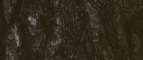 Download wallpaper 2560x1080 tree, bark, texture, relief, dark dual ...