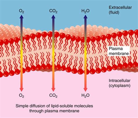 Image result for Simple Diffusion Cell Membrane