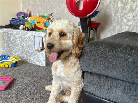 Image result for Cockapoo 1 Year Old