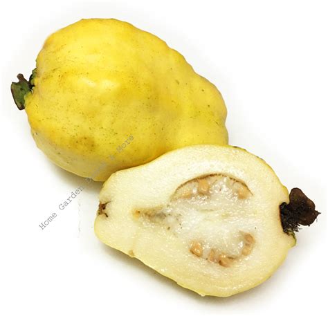 Sweet Yellow Fragrant Egyptian Guava Fruit Tree Live Plant Psidium ...