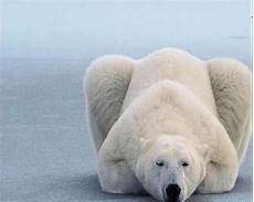 polar backgrounds polar wallpapers wallpaper cave polar backgrounds polar wallpapers wallpaper cave