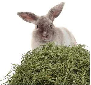 Taiyo Pluss Discovery Alfalfa Hay Grass for Rabbit, Guinea Pigs ...