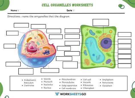 Worksheets Human Cell Structure 的图像结果