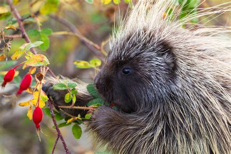 What’s the Difference: Echidnas, Hedgehogs and Porcupines