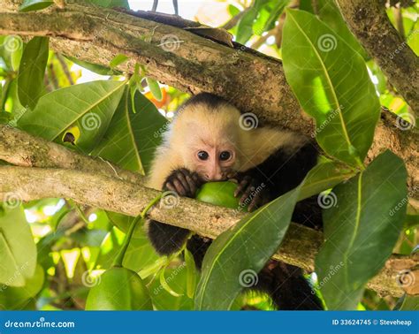 White faced capuchin stock image. Image of baby, cute - 33624745