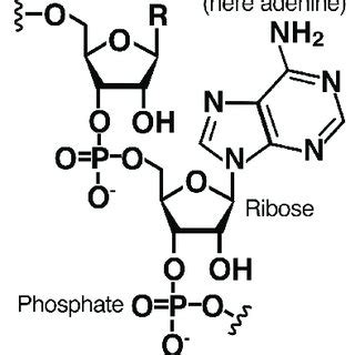 Basic Structure of RNA 的图像结果