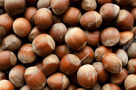 Image result for Hazelnut Tree Top View