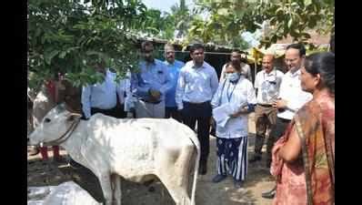 Sachindra Pratap Singh: Sachindra Pratap Singh examines cattle affected ...